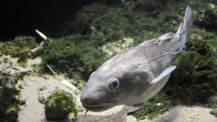 Fonds d'cran Animaux Vie marine - Poissons Poissons du zoo d'Amsterdam