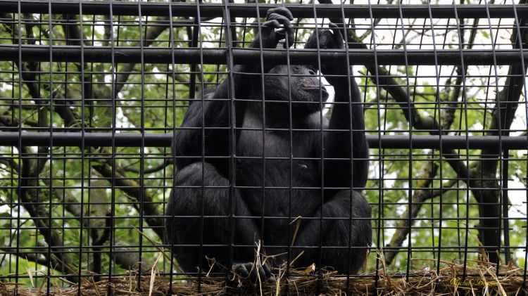 Fonds d'cran Animaux Singes Gorille du zoo d'Amsterdam