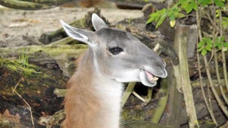 Fonds d'cran Animaux Lamas - Alpagas Lama du zoo d'Amsterdam