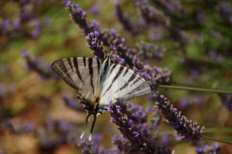 Wallpapers Animals Insects - Butterflies Wallpaper N311362