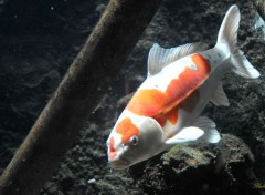  Animaux Poissons du zoo d'Amsterdam