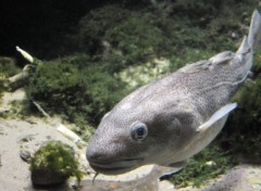  Animaux Poissons du zoo d'Amsterdam