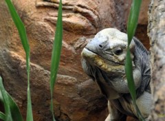 Fonds d'cran Animaux Un gros lézard !