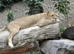  Animals Lionne du zoo d'Amsterdam