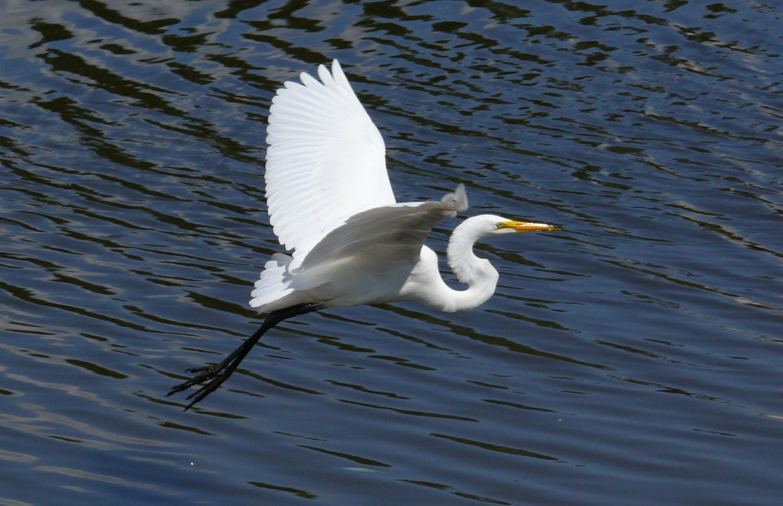 Wallpapers Animals Birds - Egrets Aigrette blanche