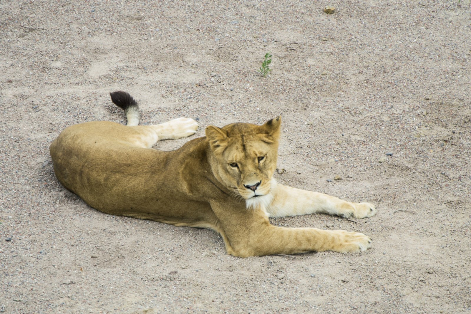 Fonds d'cran Animaux Flins - Lions 