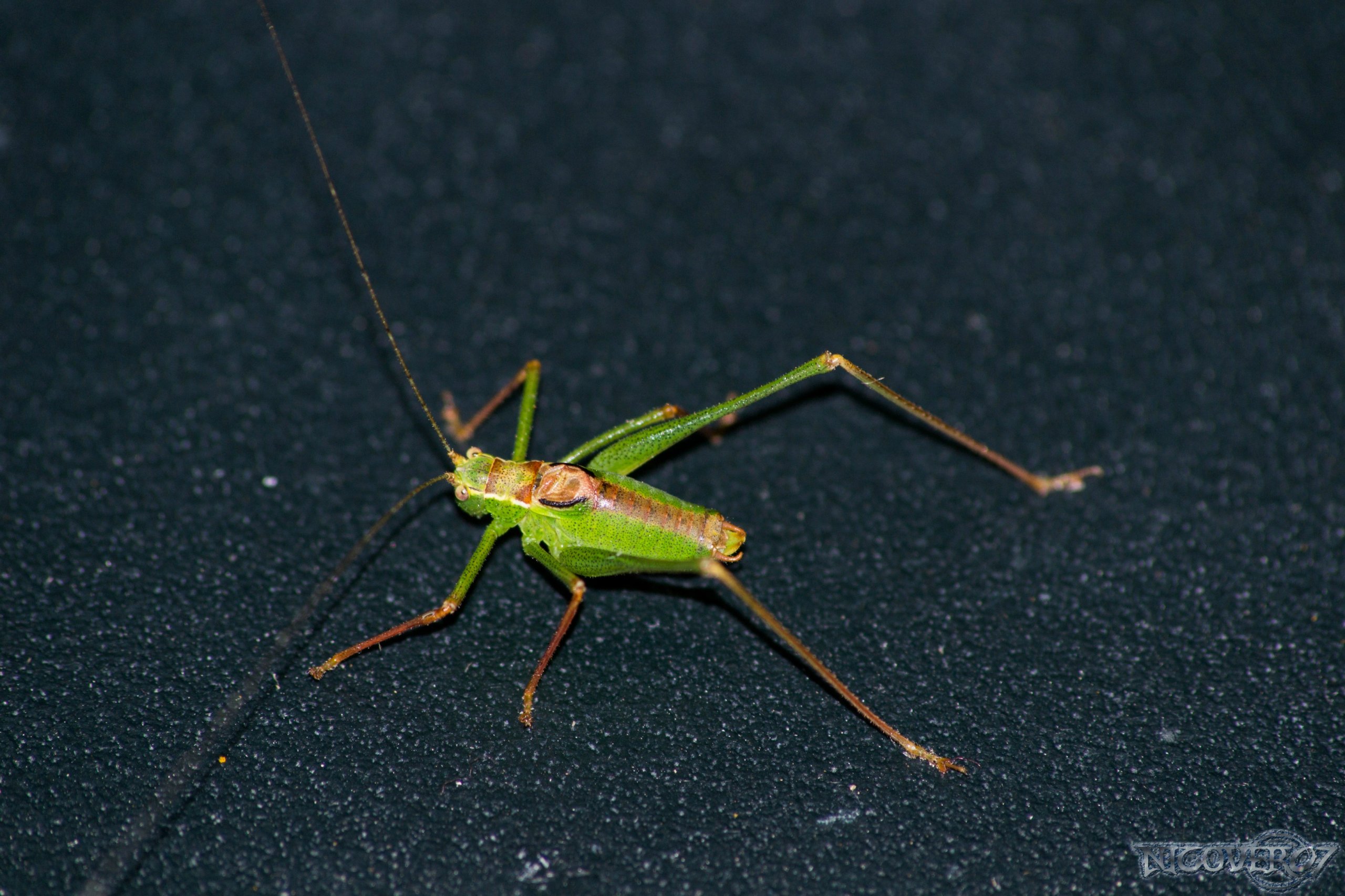 Wallpapers Animals Insects - Grasshoppers and Locusts 