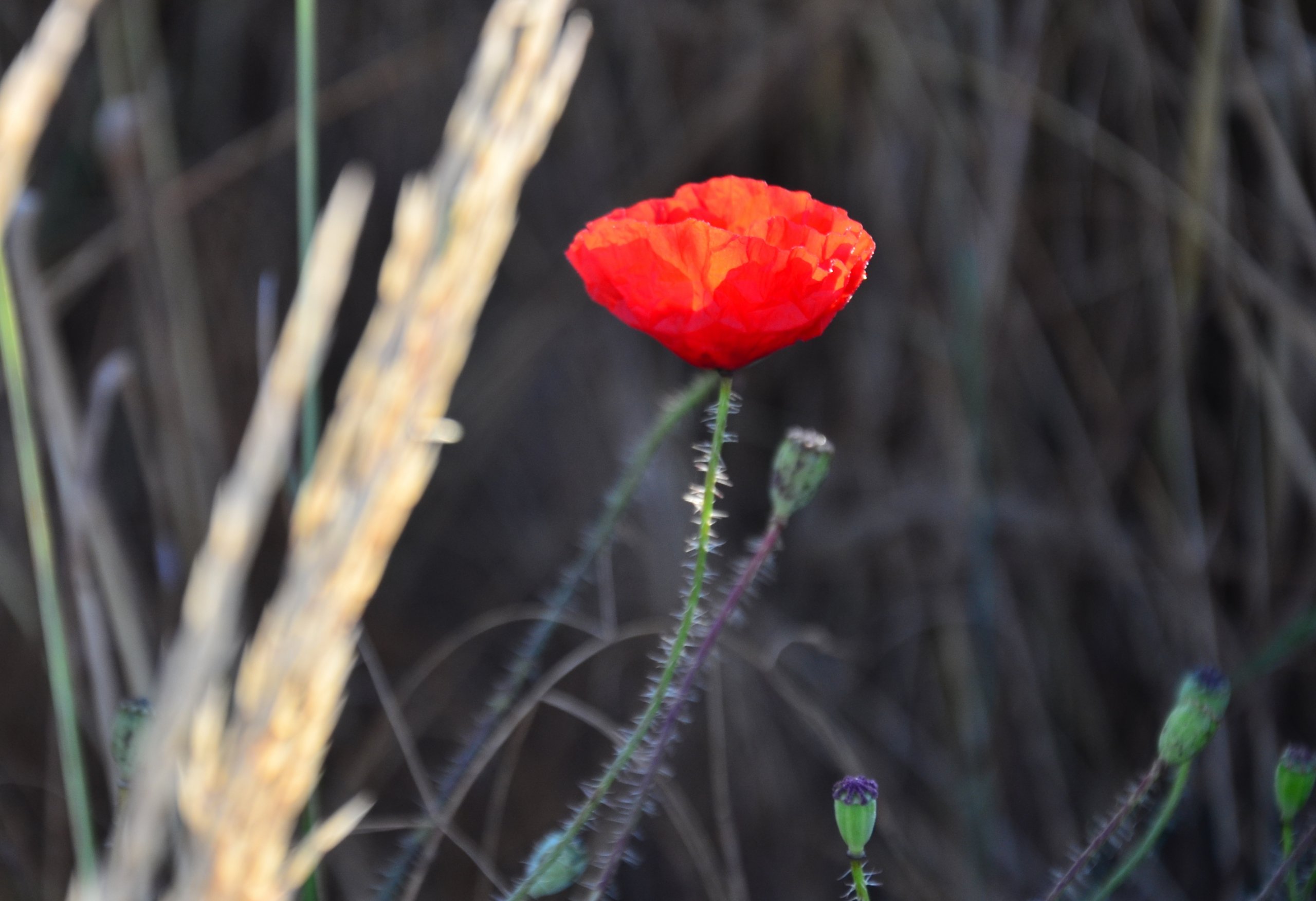 Wallpapers Nature Flowers 