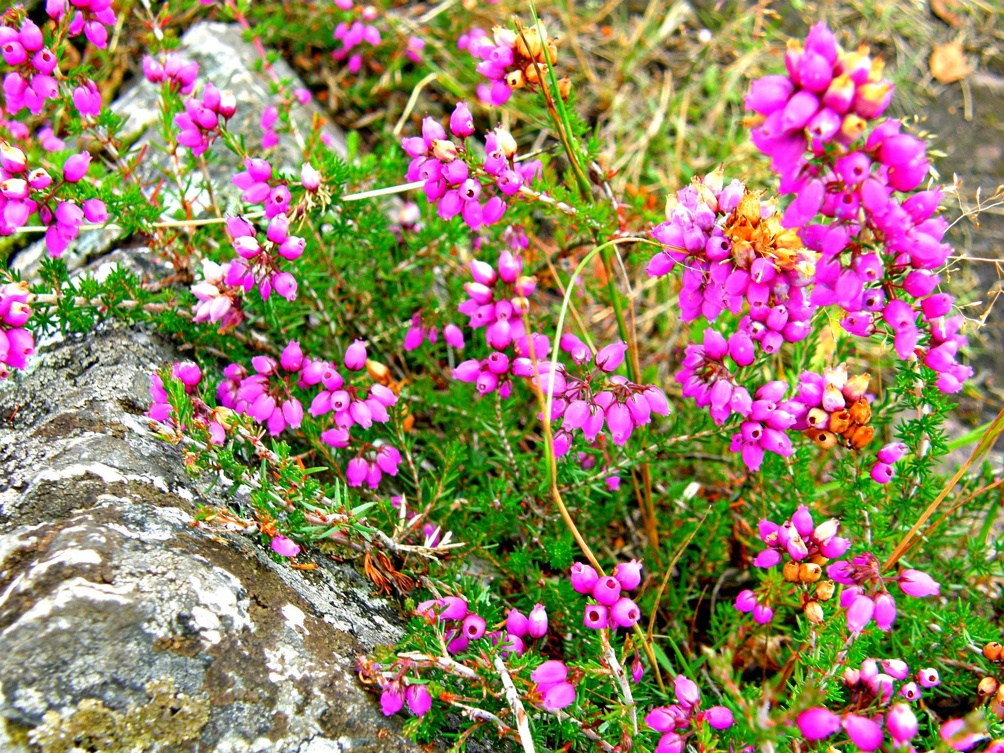 Fonds d'cran Nature Fleurs parcours au pays de guerldan, 22