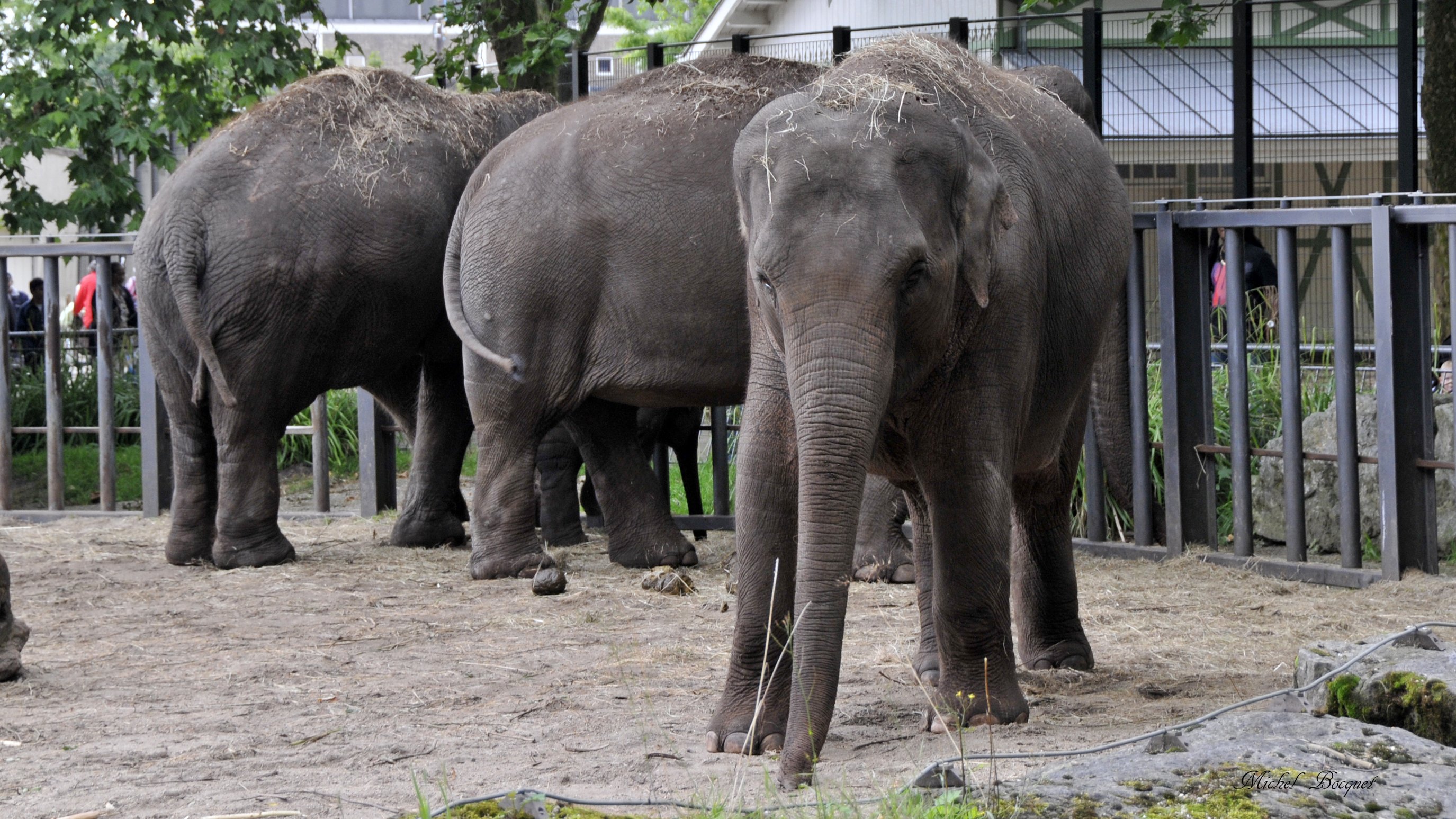 Wallpapers Animals Elephants Eléphants du zoo d'Amsterdam