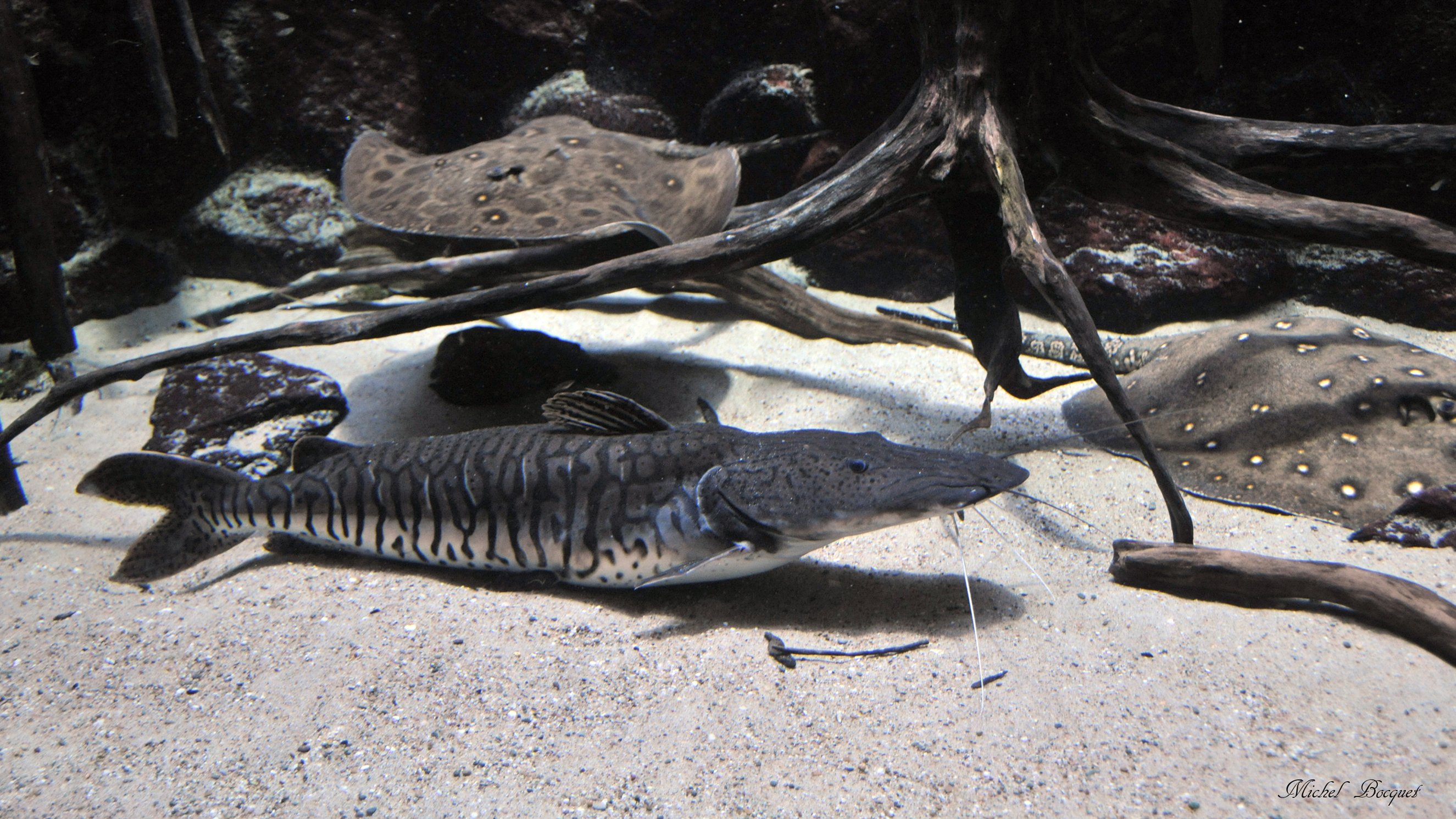 Fonds d'cran Animaux Vie marine - Poissons Poisson du zoo d'Amsterdam