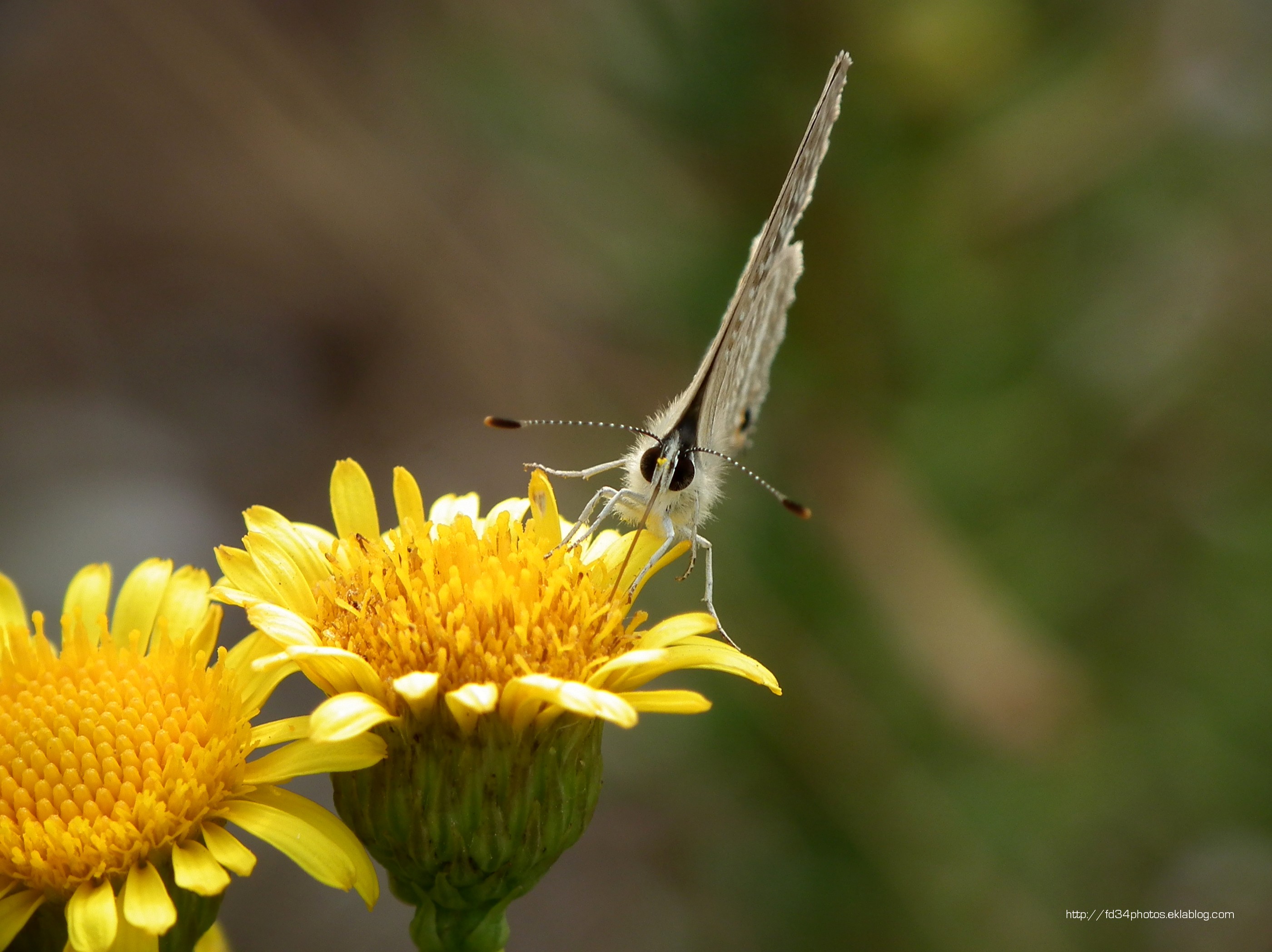 Wallpapers Animals Insects - Butterflies Azuré