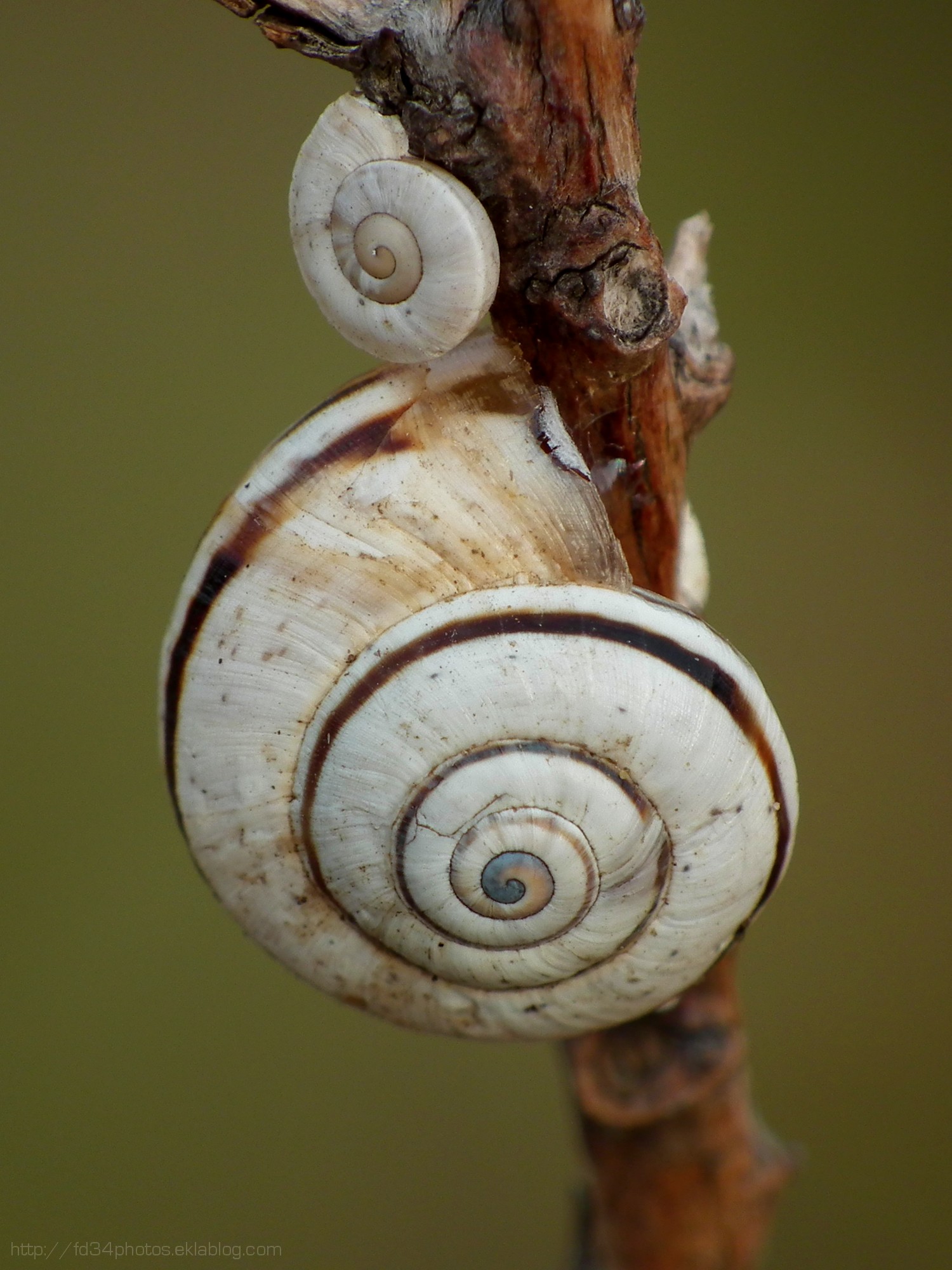 Fonds d'cran Animaux Escargots - Limaces 