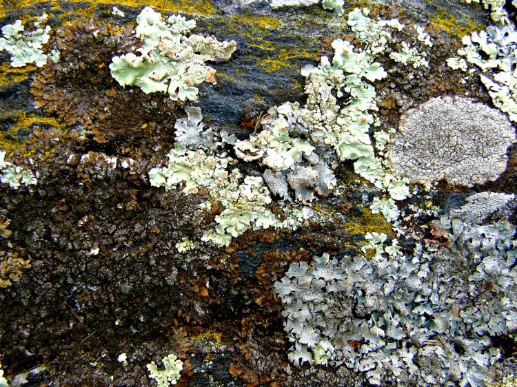 Wallpapers Nature Moss - Lichens bloc de schiste, vue de son épiderme...