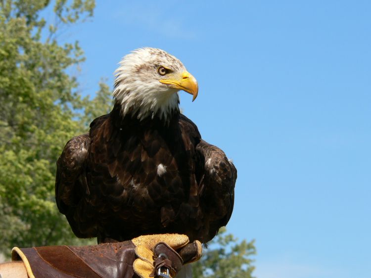 Fonds d'cran Animaux Oiseaux - Aigles Aigle  tte blanche