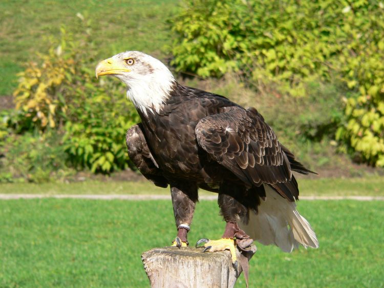 Fonds d'cran Animaux Oiseaux - Aigles Aigle  tte blanche