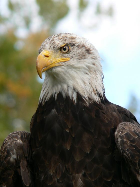 Fonds d'cran Animaux Oiseaux - Aigles Aigle  tte blanche