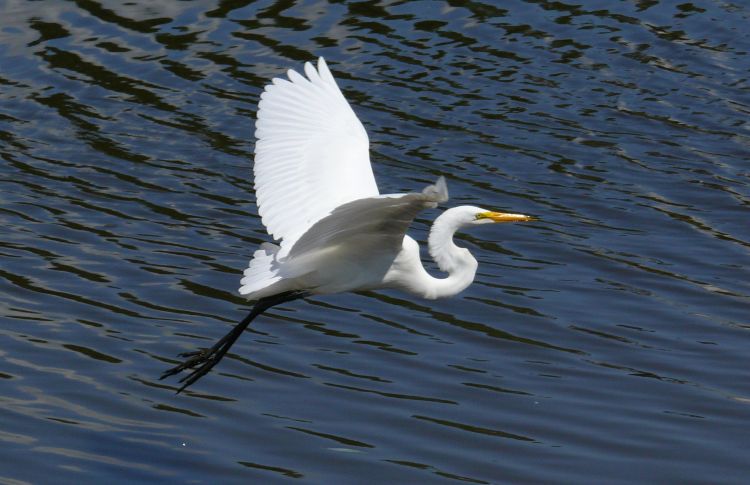 Wallpapers Animals Birds - Egrets Aigrette blanche