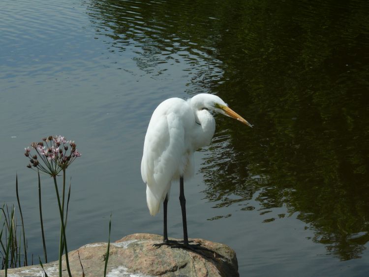 Fonds d'cran Animaux Oiseaux - Aigrettes Aigrette blanche