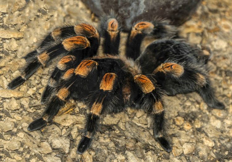 Wallpapers Animals Spiders Wallpaper N311399