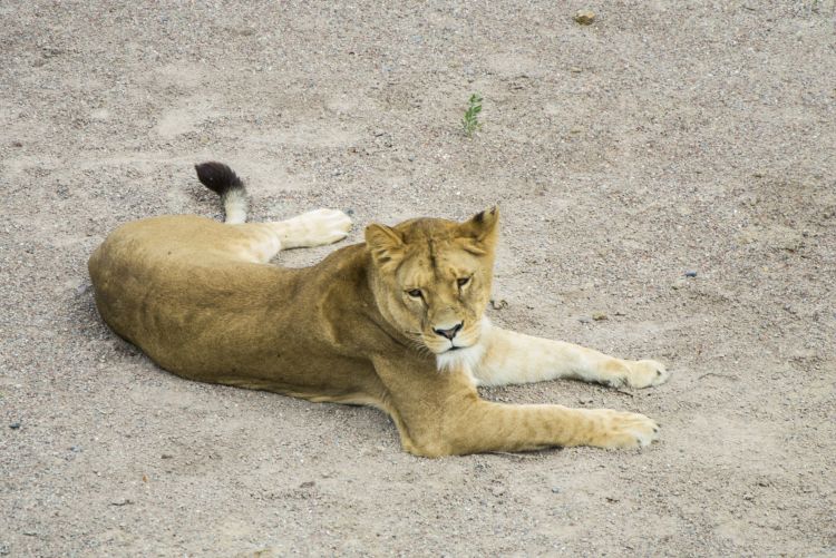 Fonds d'cran Animaux Flins - Lions Wallpaper N311401