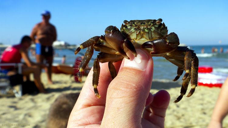 Fonds d'cran Animaux Vie marine - Crustacs Qui voulez-vous donnez  votre pantalon ?