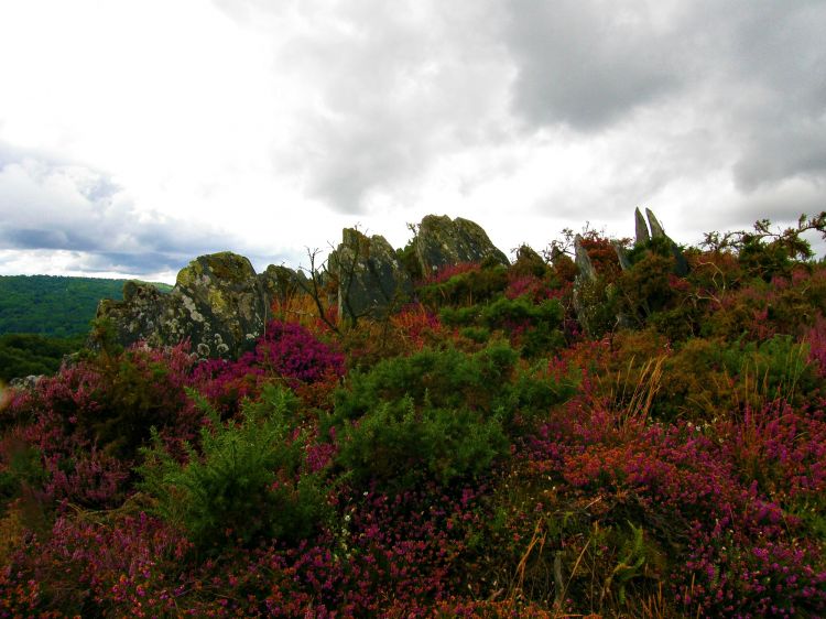 Fonds d'cran Nature Paysages parcours au pays de guerlédan, 22