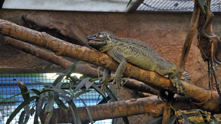 Fonds d'cran Animaux Lzards - Iguanes Lézard du zoo d'Amsterdam