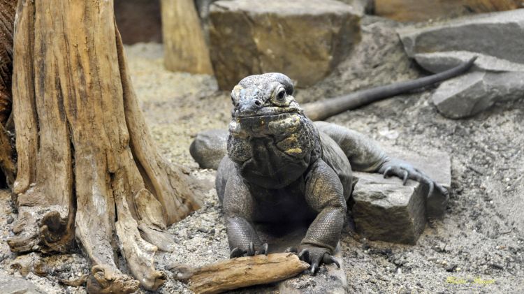 Fonds d'cran Animaux Lzards - Iguanes Lézard du zoo d'Amsterdam