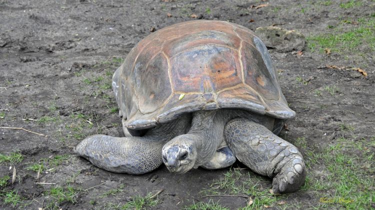 Fonds d'cran Animaux Tortues Tortue du zoo d'Amsterdam