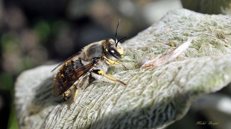 Fonds d'cran Animaux Insectes - Abeilles Gupes ... Et encore une abeille !