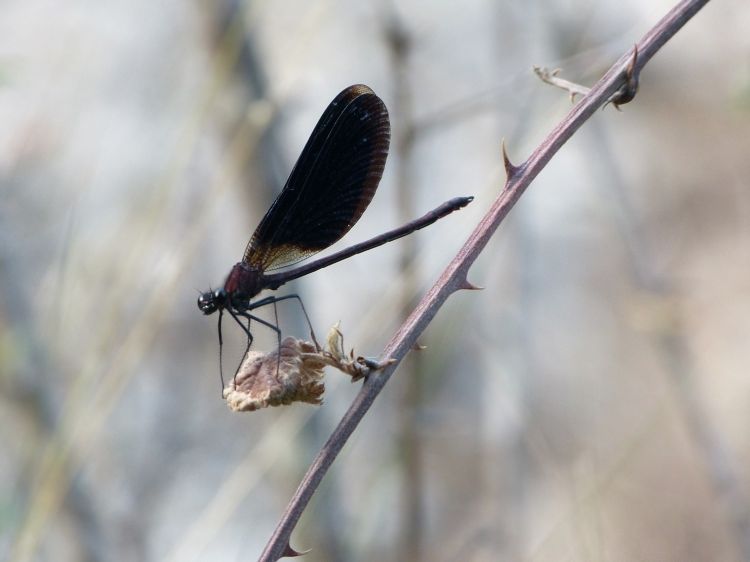 Fonds d'cran Animaux Insectes - Libellules Demoiselle