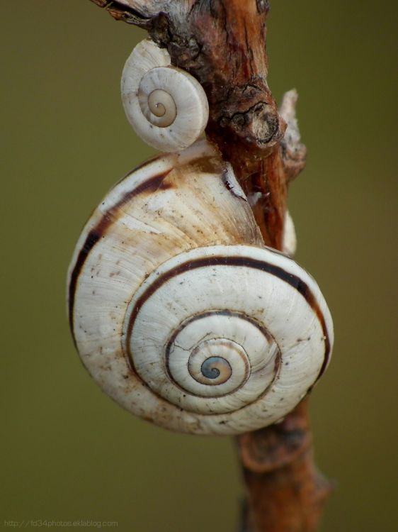 Fonds d'cran Animaux Escargots - Limaces Wallpaper N311453