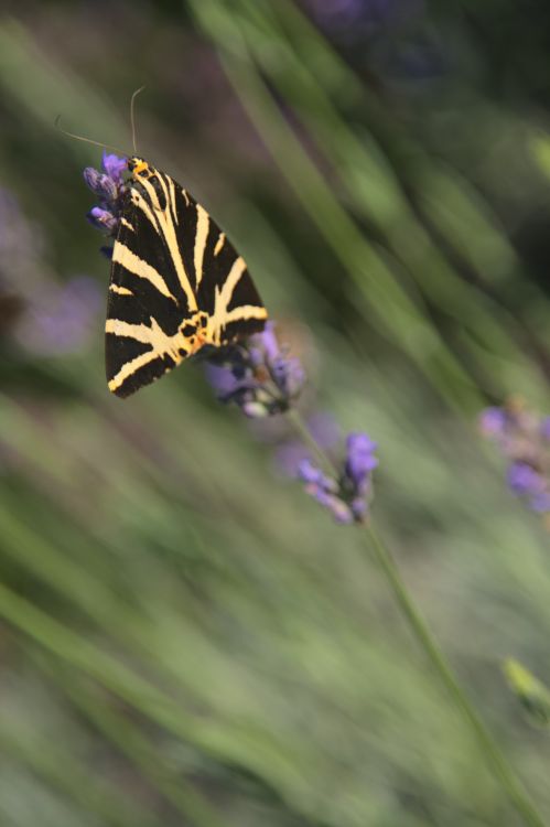 Fonds d'cran Animaux Insectes - Papillons papillons