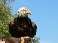  Animaux Aigle  tte blanche