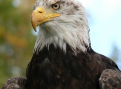  Animaux Aigle  tte blanche