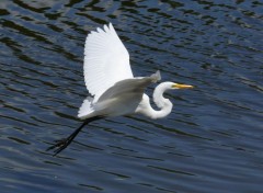  Animaux Aigrette blanche