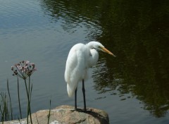  Animaux Aigrette blanche