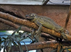  Animaux Lézard du zoo d'Amsterdam