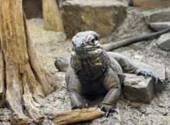  Animaux Lézard du zoo d'Amsterdam