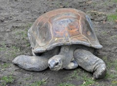  Animaux Tortue du zoo d'Amsterdam