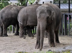  Animals Eléphants du zoo d'Amsterdam