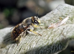  Animaux Et encore une abeille !