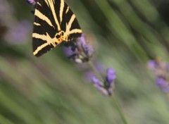  Animaux papillons