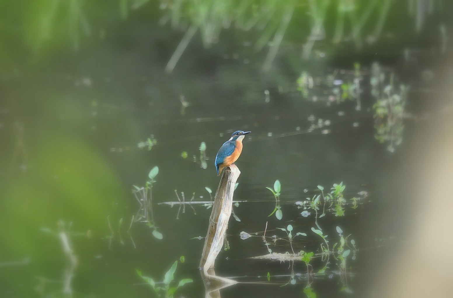 Wallpapers Animals Birds - Kingfisher Martin  pcheur 