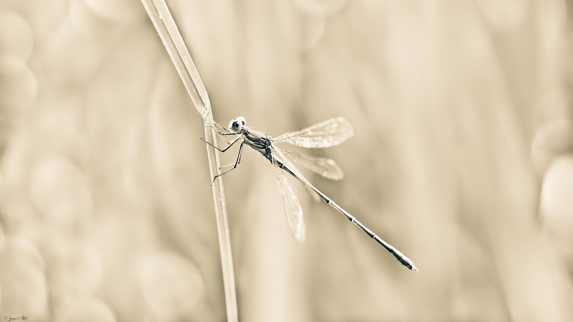 Wallpapers Animals Insects - Dragonflies Pure