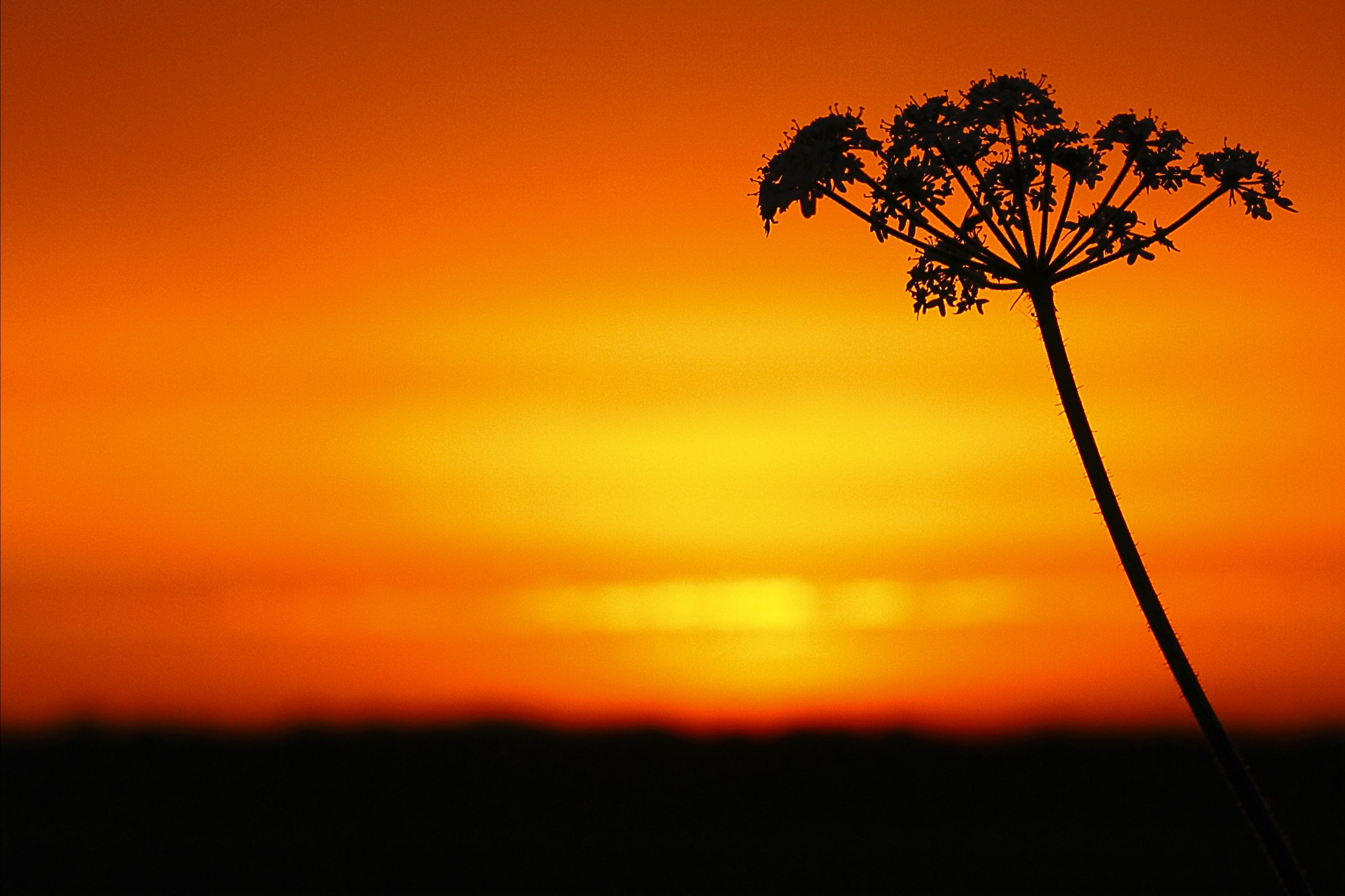 Fonds d'cran Nature Fleurs Un Air d'Afrique