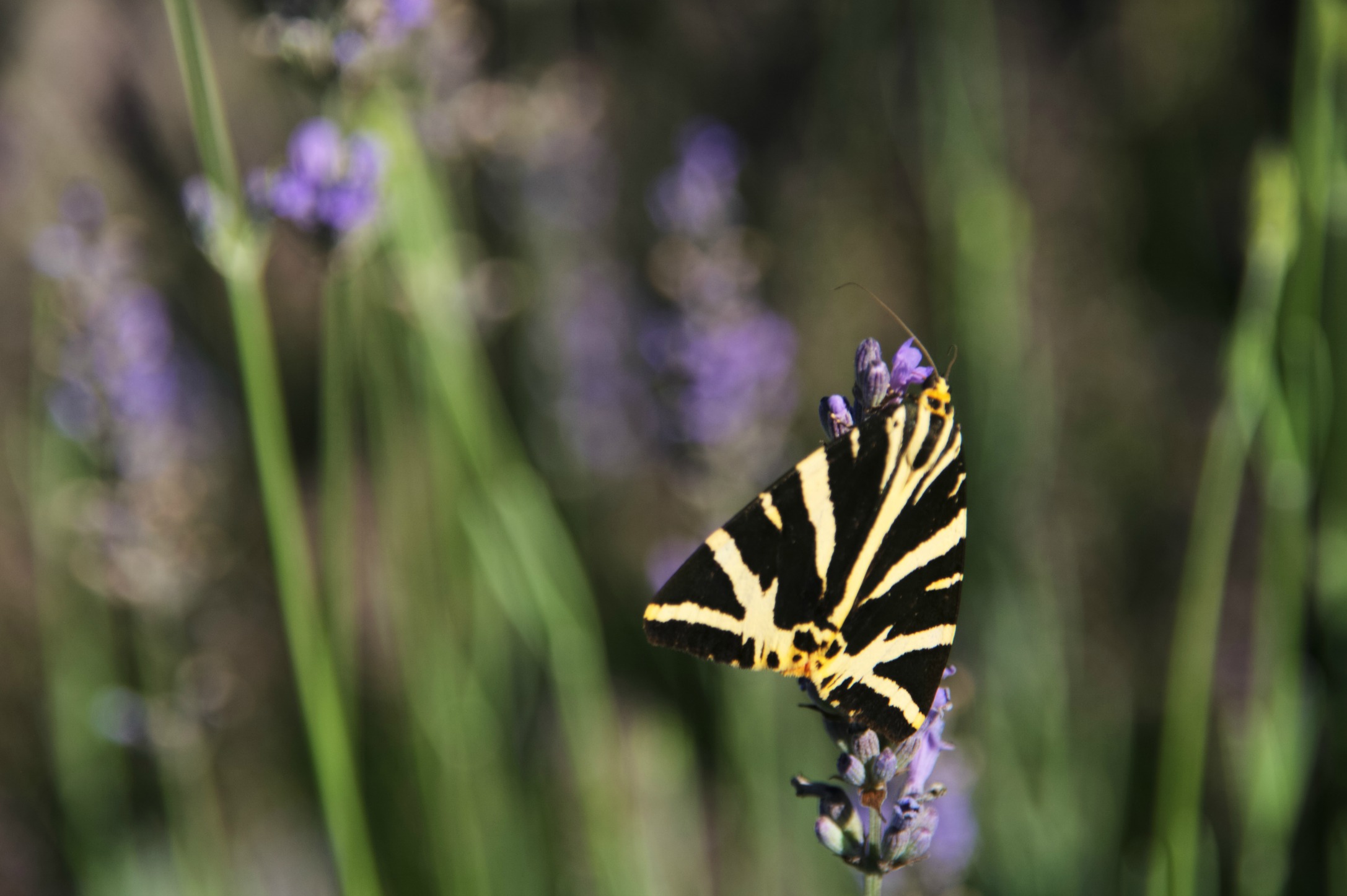 Wallpapers Animals Insects - Butterflies papillon 