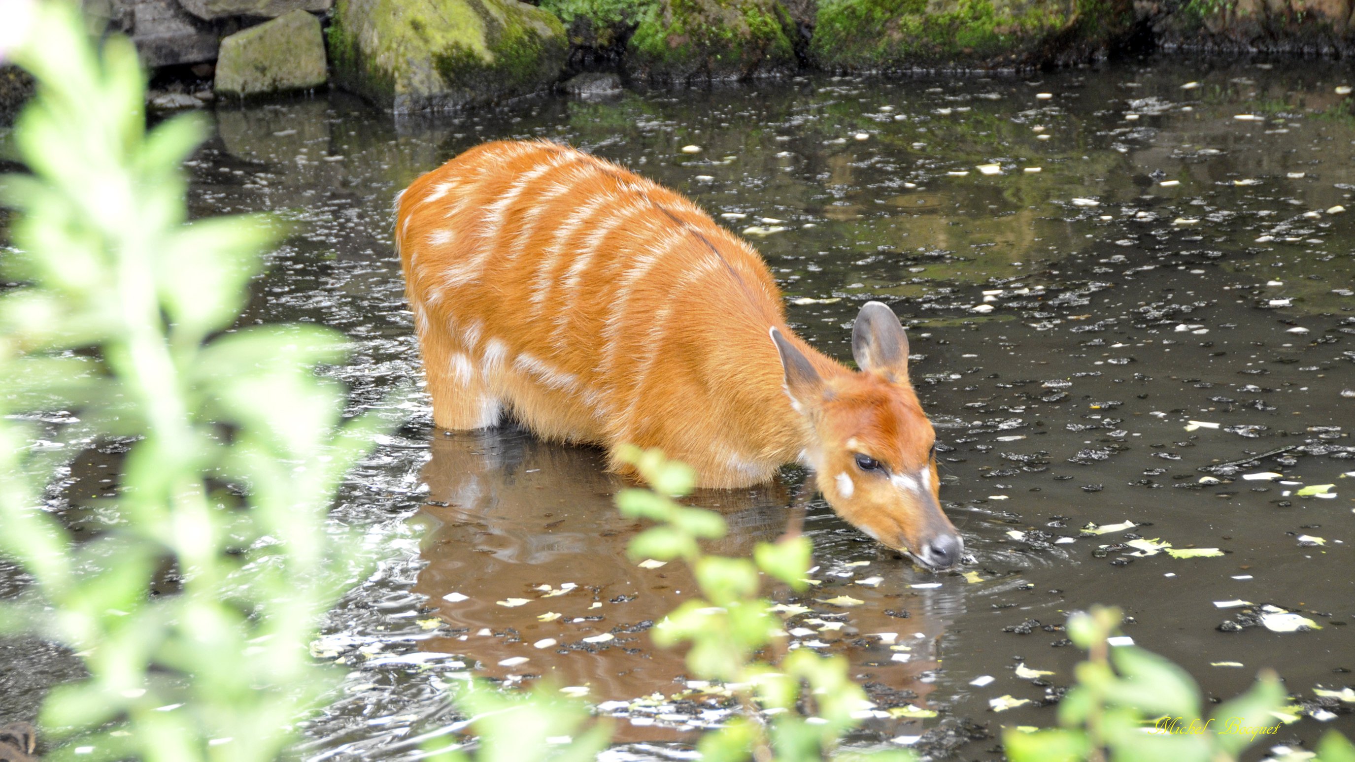 Fonds d'cran Animaux Antilopes Désaltération