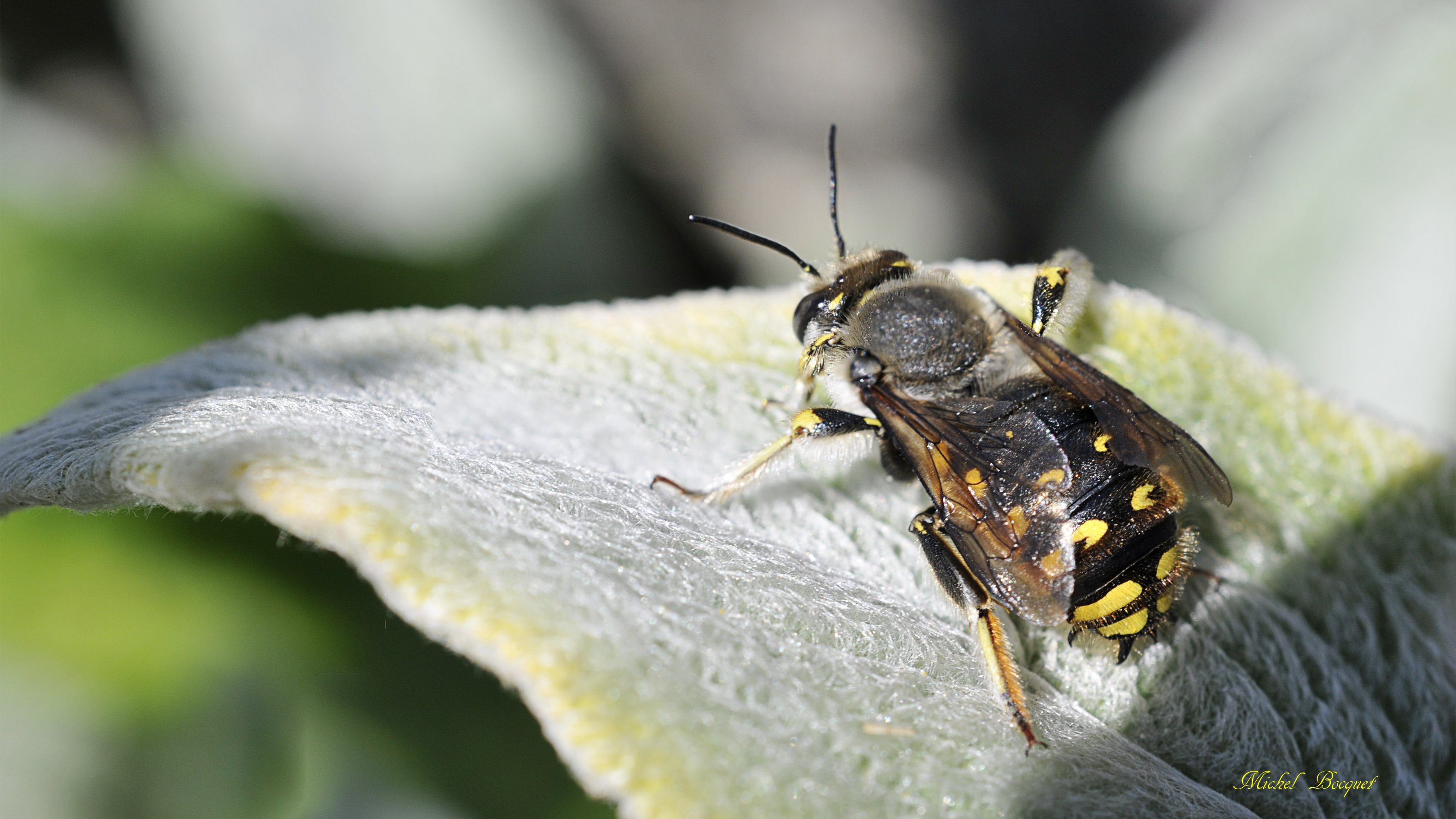 Fonds d'cran Animaux Insectes - Abeilles Gupes ... Une abeille sur une feuille